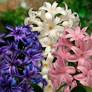 Meet your Posher, Barb